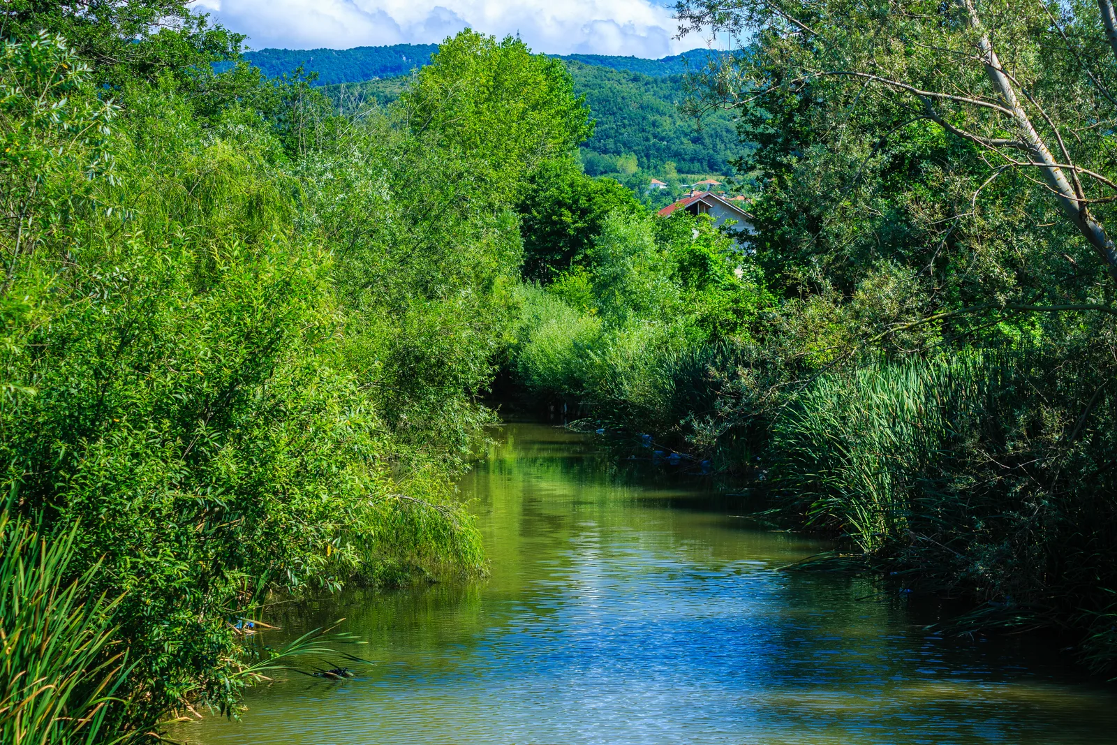 Amasra çevresinde ormanla çevrili dere yatağı